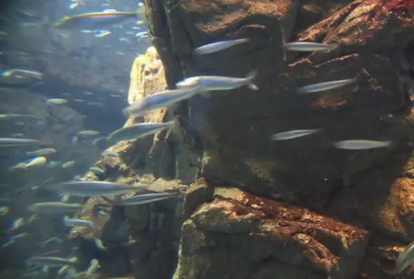 海遊館の写真・動画_image_109541