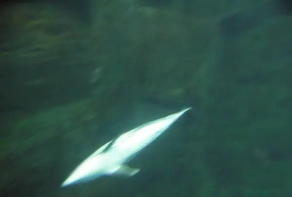 海遊館の写真・動画_image_109542