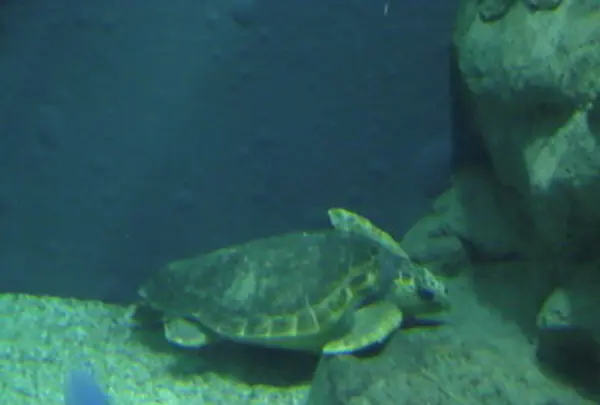 海遊館の写真・動画_image_109543