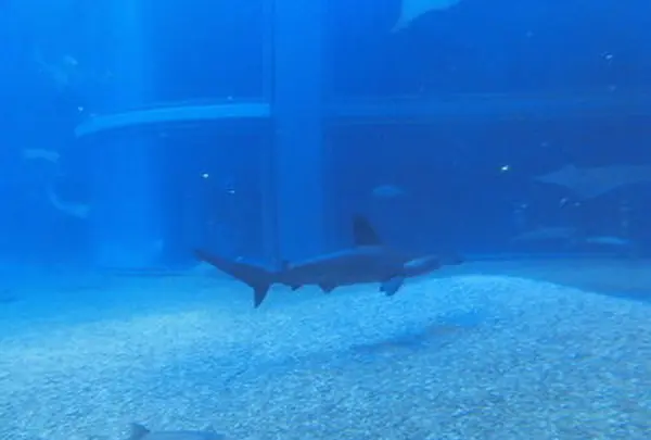 海遊館の写真・動画_image_109544