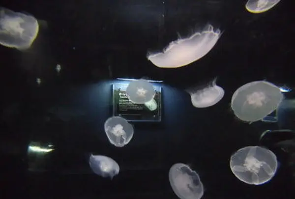 海遊館の写真・動画_image_109545