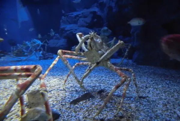 海遊館の写真・動画_image_109546