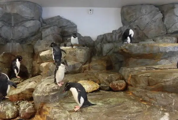 海遊館の写真・動画_image_109547