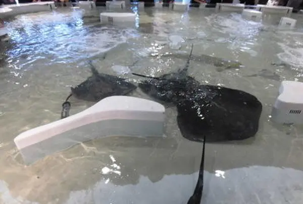 海遊館の写真・動画_image_109548