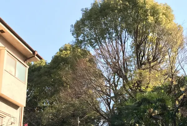 安居神社の写真・動画_image_109566