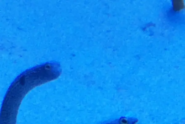 沖縄美ら海水族館の写真・動画_image_109655