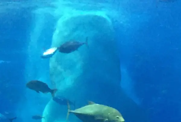 沖縄美ら海水族館の写真・動画_image_109657