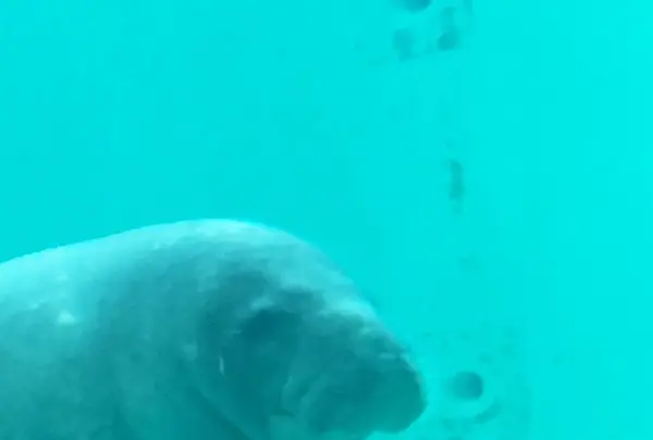 沖縄美ら海水族館の写真・動画_image_109658