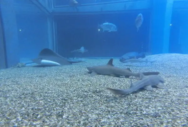 海遊館の写真・動画_image_109781