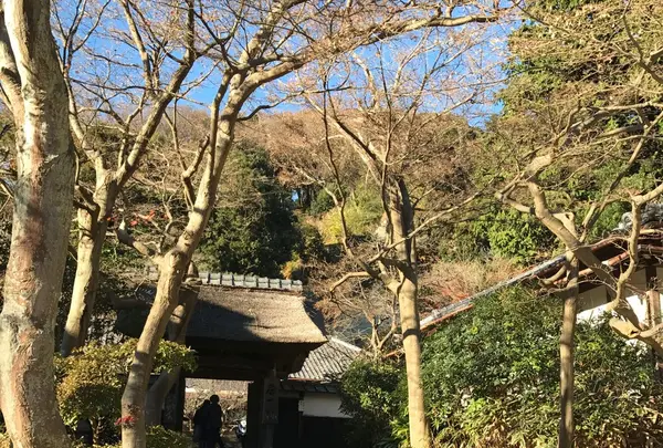 円覚寺の写真・動画_image_110086