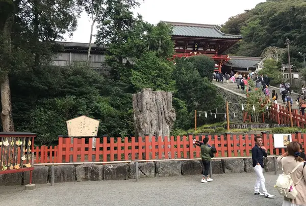 鶴岡八幡宮の写真・動画_image_110244