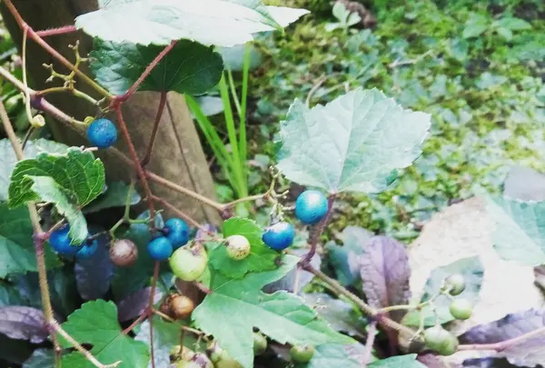 東慶寺の写真・動画_image_110461