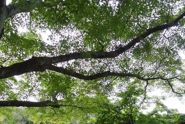 円覚寺の写真・動画_image_110464