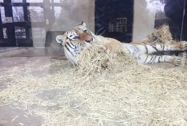 京都市動物園の写真・動画_image_111132