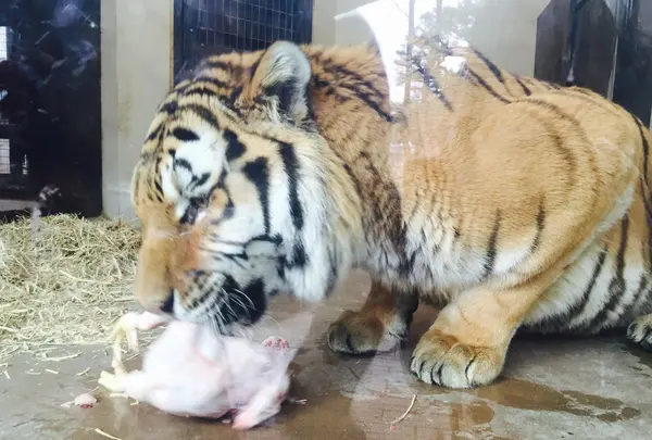 京都市動物園の写真・動画_image_111133