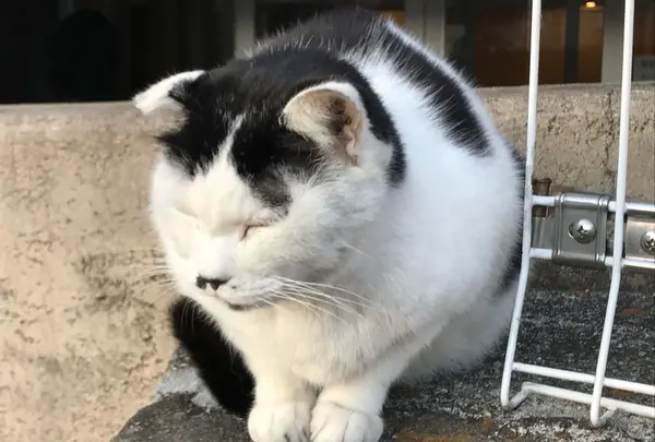 夕焼けだんだんの写真・動画_image_111391