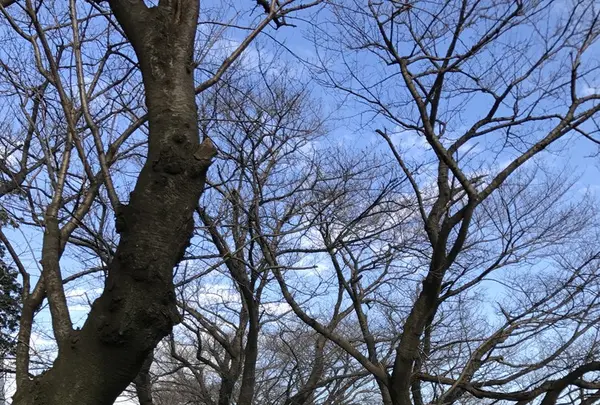 黄金堤の写真・動画_image_111418