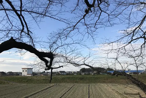 黄金堤の写真・動画_image_111419