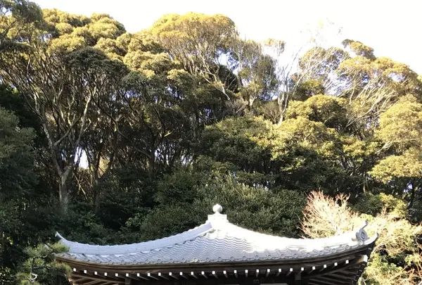 華蔵寺の写真・動画_image_111429