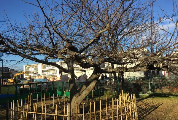 小石川植物園の写真・動画_image_112079