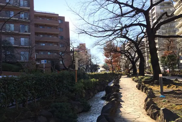 播磨坂の写真・動画_image_112083