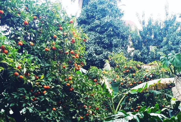 パレルモの写真・動画_image_112200