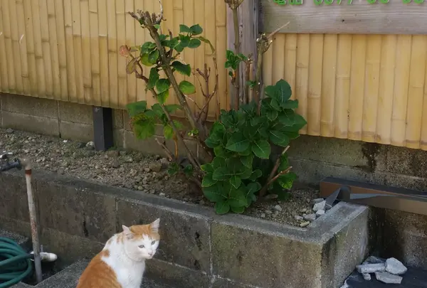 与八郎 カフェ&スイーツの写真・動画_image_112237