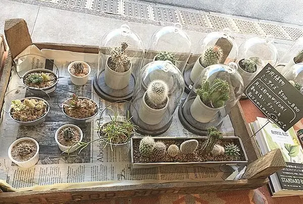 植物