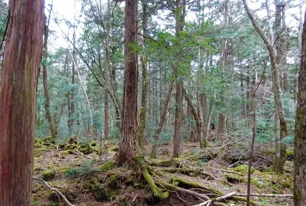 富岳風穴の写真・動画_image_113917