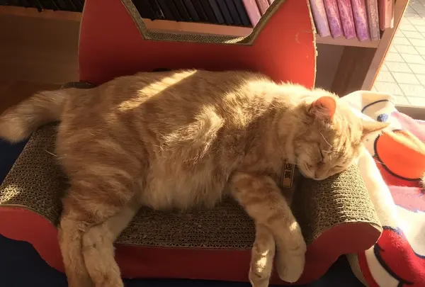 恋人岬の写真・動画_image_114084