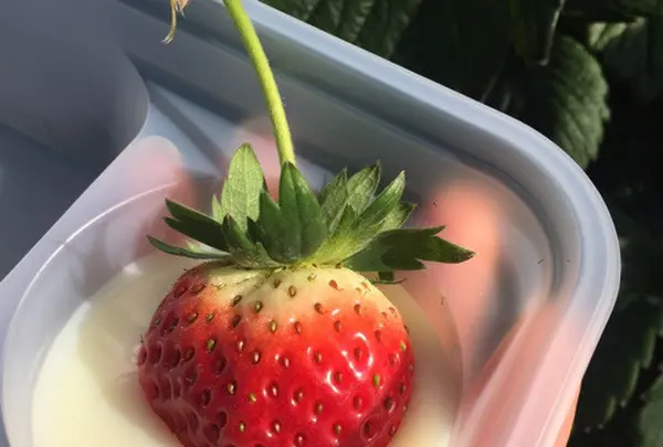 山元いちご農園の写真・動画_image_114209