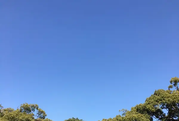 明治神宮の写真・動画_image_115073