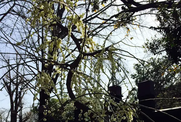 東叡山 寛永寺の写真・動画_image_115133