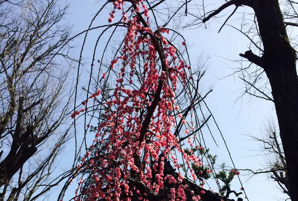 東叡山 寛永寺の写真・動画_image_115134