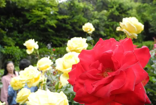 鎌倉文学館の写真・動画_image_115190
