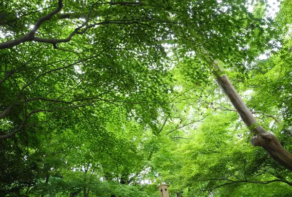 長谷寺の写真・動画_image_115192