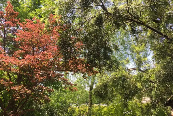 GARDEN HOUSE Kamakura（ガーデンハウス）の写真・動画_image_115202