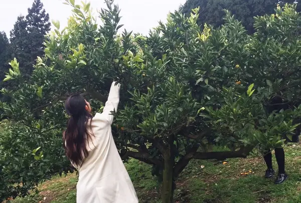国見台みかん園の写真・動画_image_115205