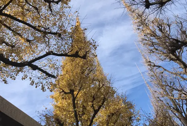 明治神宮外苑いちょう並木の写真・動画_image_115216