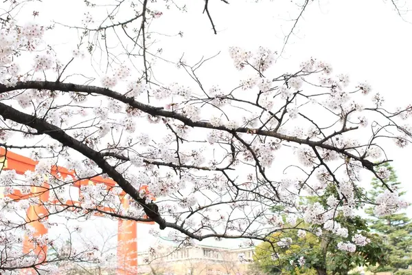 平安神宮の写真・動画_image_115225