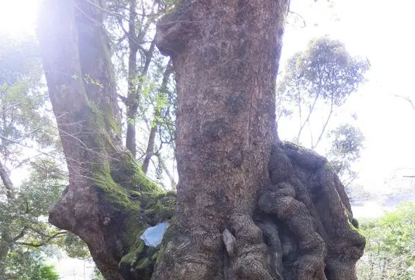 糸川遊歩道の写真・動画_image_115308