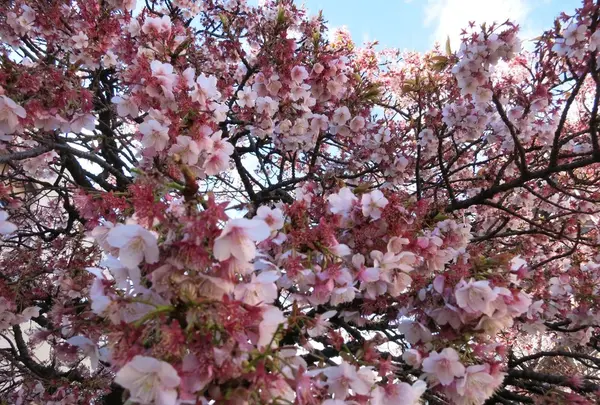 糸川遊歩道の写真・動画_image_115309
