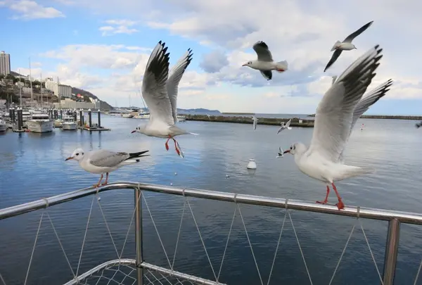 熱海遊覧船サンレモの写真・動画_image_115644