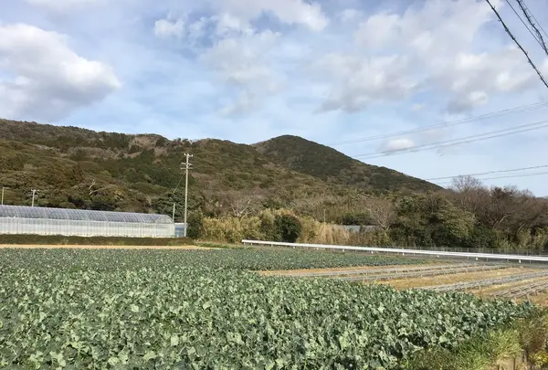 菜の花畑の写真・動画_image_115833