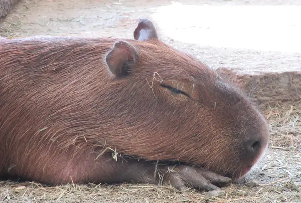 NIFREL（ニフレル）の写真・動画_image_115877