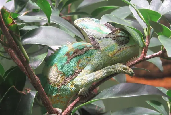 NIFREL（ニフレル）の写真・動画_image_115879