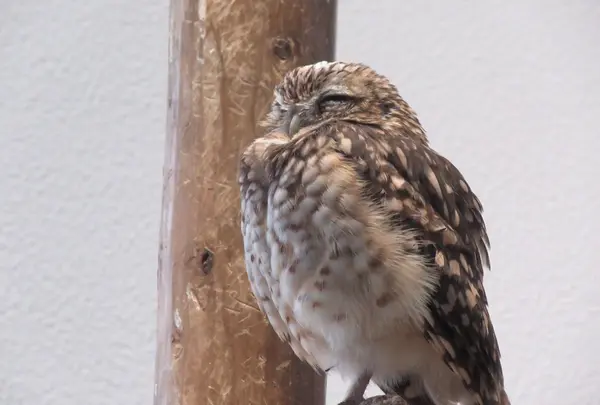 NIFREL（ニフレル）の写真・動画_image_115880