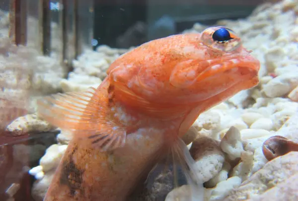 NIFREL（ニフレル）の写真・動画_image_115881