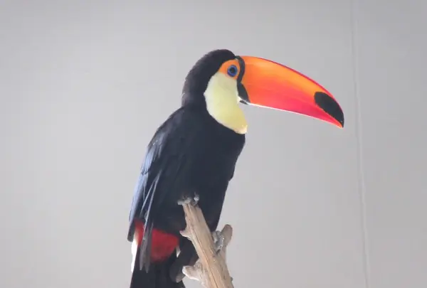 NIFREL（ニフレル）の写真・動画_image_115883