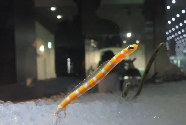 NIFREL（ニフレル）の写真・動画_image_115885